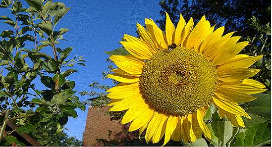 sunflower h/haak 2001